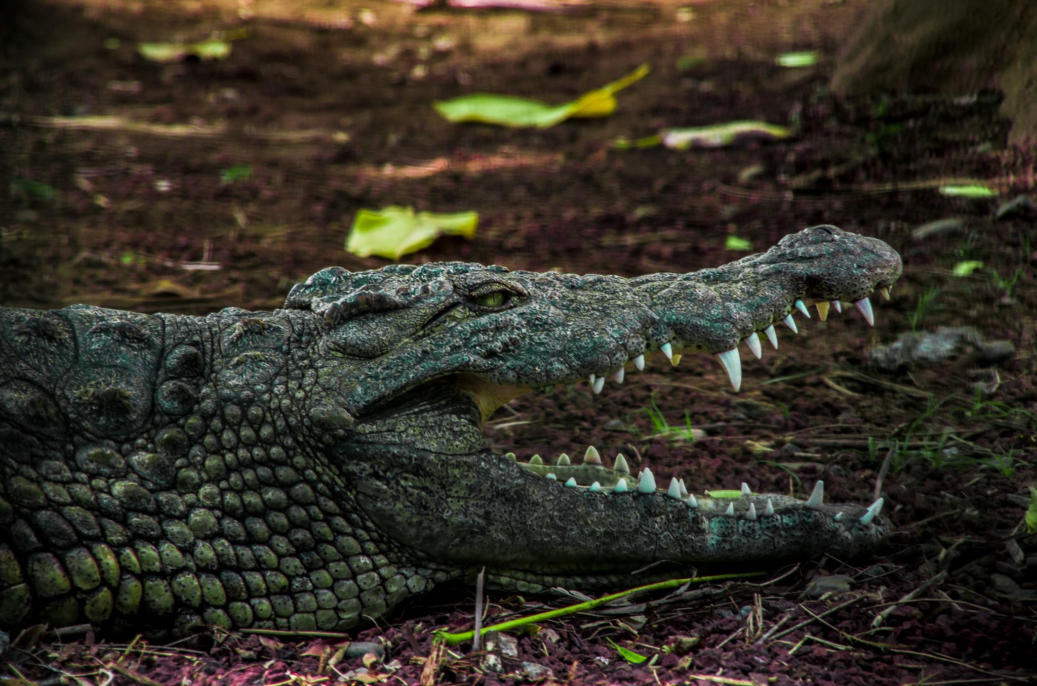 Crocodile du Nil
